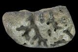 Ceratopsian Dinosaur Phalange - Alberta (Disposition #-) #134447-1